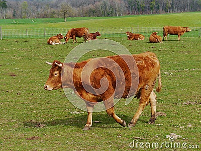 Cattle on a farm in spring