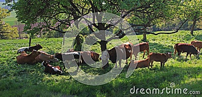 Cattle herd in a tree shadow