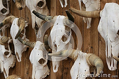 Cattle Skulls