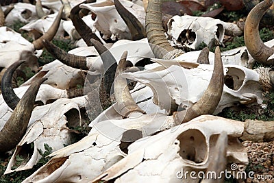 Cattle Skulls