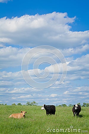 Cattle: Three Cows and Blue Sky