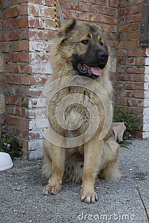 Caucasian shepherd dog