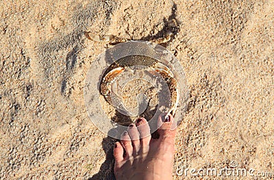 Caution: crab biting foot on beach