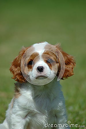 Cavalier King Charles Spaniel