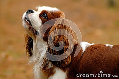 Cavalier King Charles Spaniel