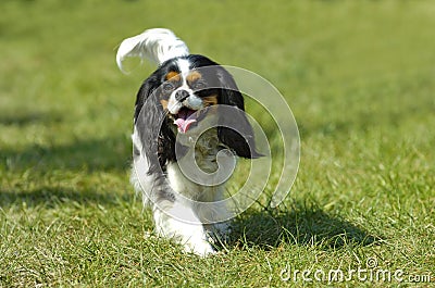 Cavalier king charles spaniel