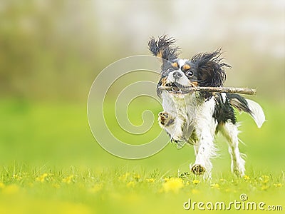 Cavalier king charles spaniel dogdancing