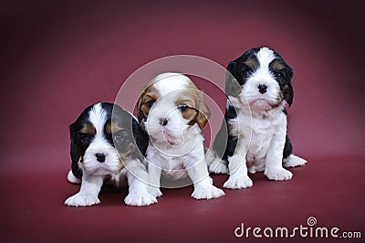 Cavalier king charles spaniel puppies