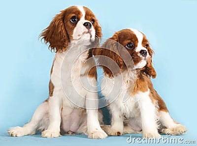 Cavalier King Charles Spaniel puppy