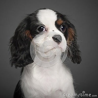 Cavalier King Charles Spaniel puppy