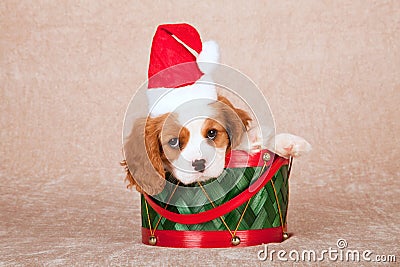 Cavalier King Charles Spaniel puppy wearing Santa cap hat sitting inside green Christmas drum