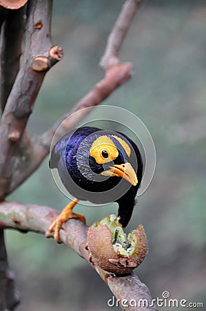 Celebes Magpie and kiwi fruit