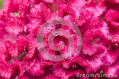 Celosia or Wool flowers or Cockscomb flower