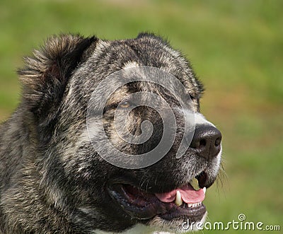 Central Asia Shepherd Dog portrait