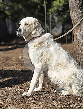 Central Asian Shepherd Dog