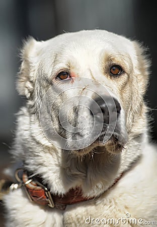 Central Asian Shepherd Dog