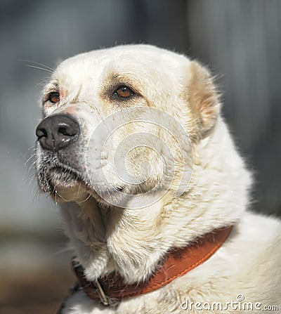 Central Asian Shepherd Dog