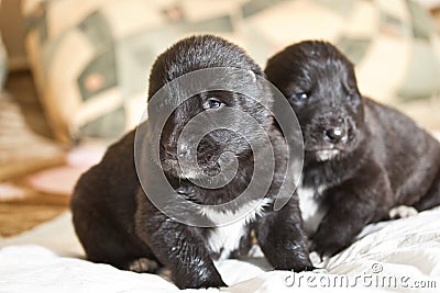 Central Asian Shepherd Puppies