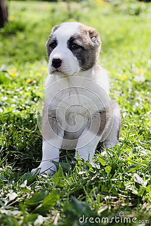 Central Asian Shepherd puppy in summer time