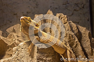 Central bearded dragon