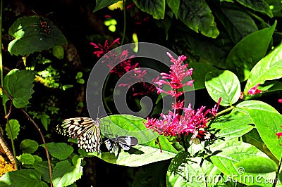 Ceylon Tree-Nymph & piano key butterflies