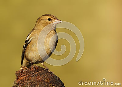 Chaffinch Stock Photo - Image: 22934620