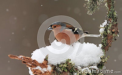 chaffinch-winter-fringilla-coelebs-sitting-snow-covered-branch-falling-snow-background-31352434.jpg