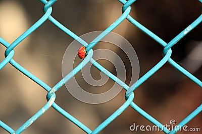 Chain-link fence with ladybug / Coccinellidae