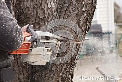 Chainsaw cutting into tree