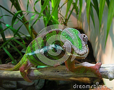 Chameleon