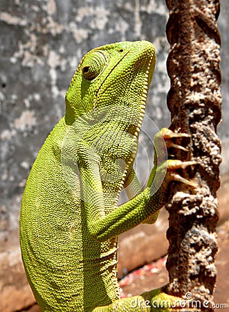 Chameleon Ghana