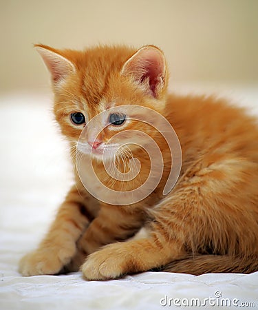 Charming ginger kitten