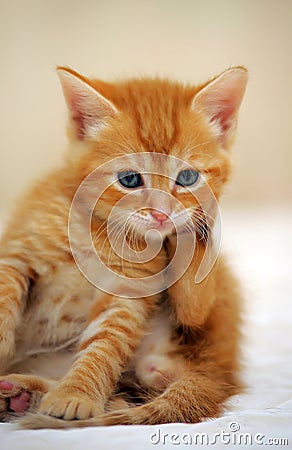 Charming ginger kitten