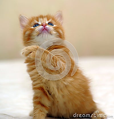 Charming ginger kitten