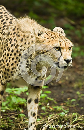 Cheetah or Acinonyx jubatus