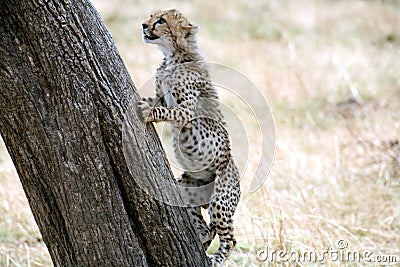 Cheetah cub climbing a tree