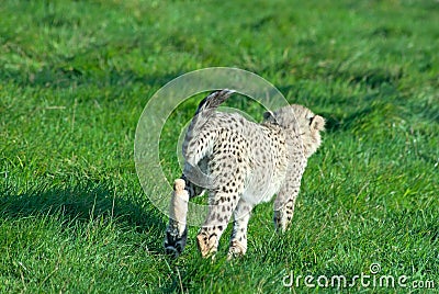 Cheetah cub runs away