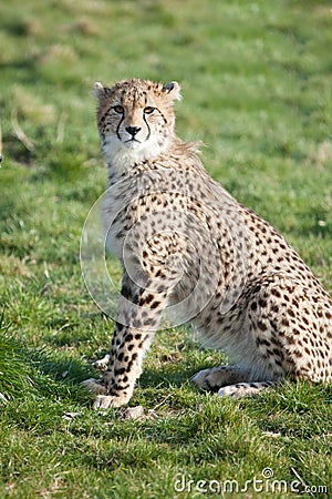 Cheetah cub sitting in grass