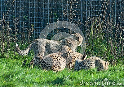 Cheetah family eats