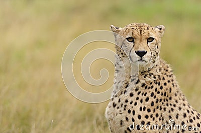 Cheetah in a field of brown grass