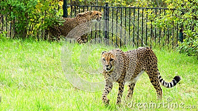 Cheetah, friendly animals at the Prague Zoo.