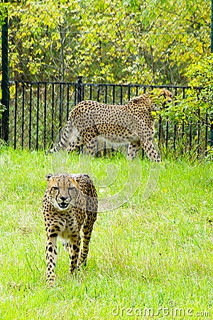 Cheetah, friendly animals at the Prague Zoo.