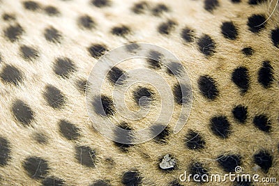 Cheetah fur print
