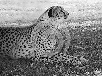 Cheetah lying in the grass