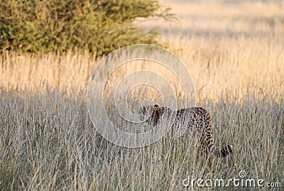 Cheetah, Namibia