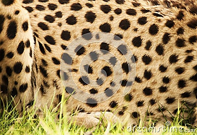 Cheetah print