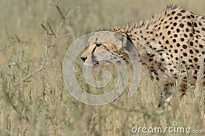 Cheetah prowling just before running for the hunt