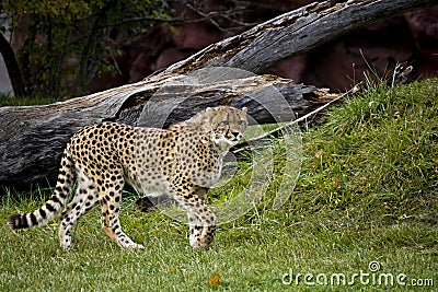 Cheetah ready to run