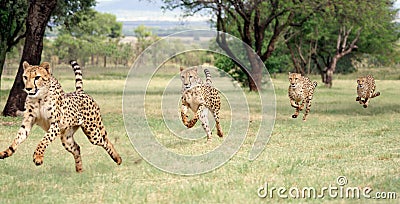 Cheetah running sequence