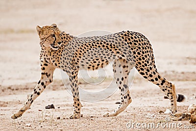 Cheetah walking in dry riverbed